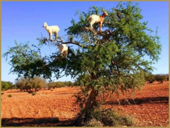 Marrakech Excursion