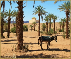 5 day tour from Marrakech,guided everyday trip to Merzouga desert