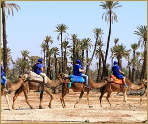 Adventure Camel ride in Marrakech palmeries