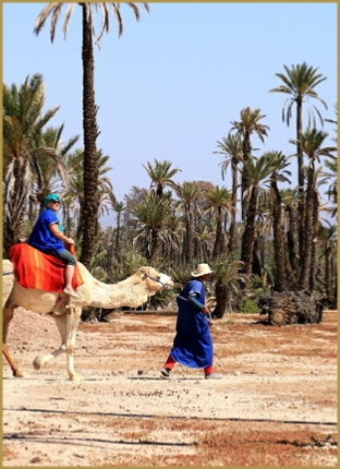Camel ride in Marrakech,everyday palmeries camel ride Marrakech