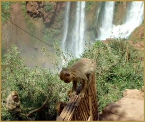 Day Trip from Marrakech to Ouzoud waterfalls