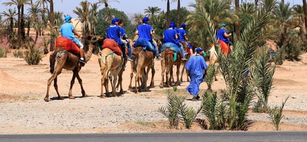 Camel ride in Marrakech,everyday palmeries camel ride Marrakech