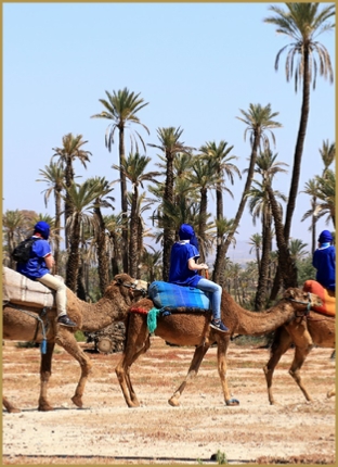 Camel ride in Marrakech,everyday palmeries camel ride Marrakech