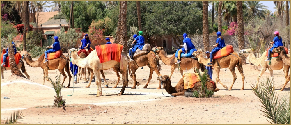 Camel ride in Marrakech,everyday palmeries camel ride Marrakech