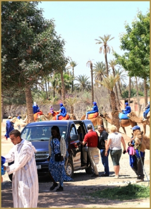 Camel ride in Marrakech,everyday palmeries camel ride Marrakech