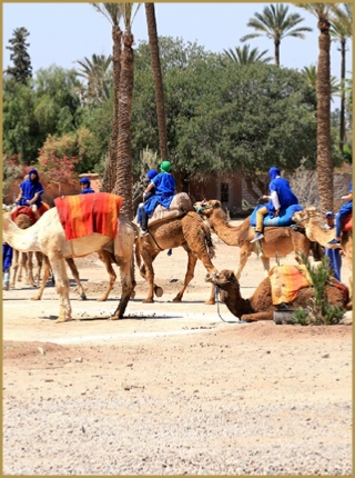 Camel ride in Marrakech,everyday palmeries camel ride Marrakech