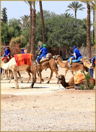 Camel ride in Marrakech,everyday palmeries camel ride Marrakech